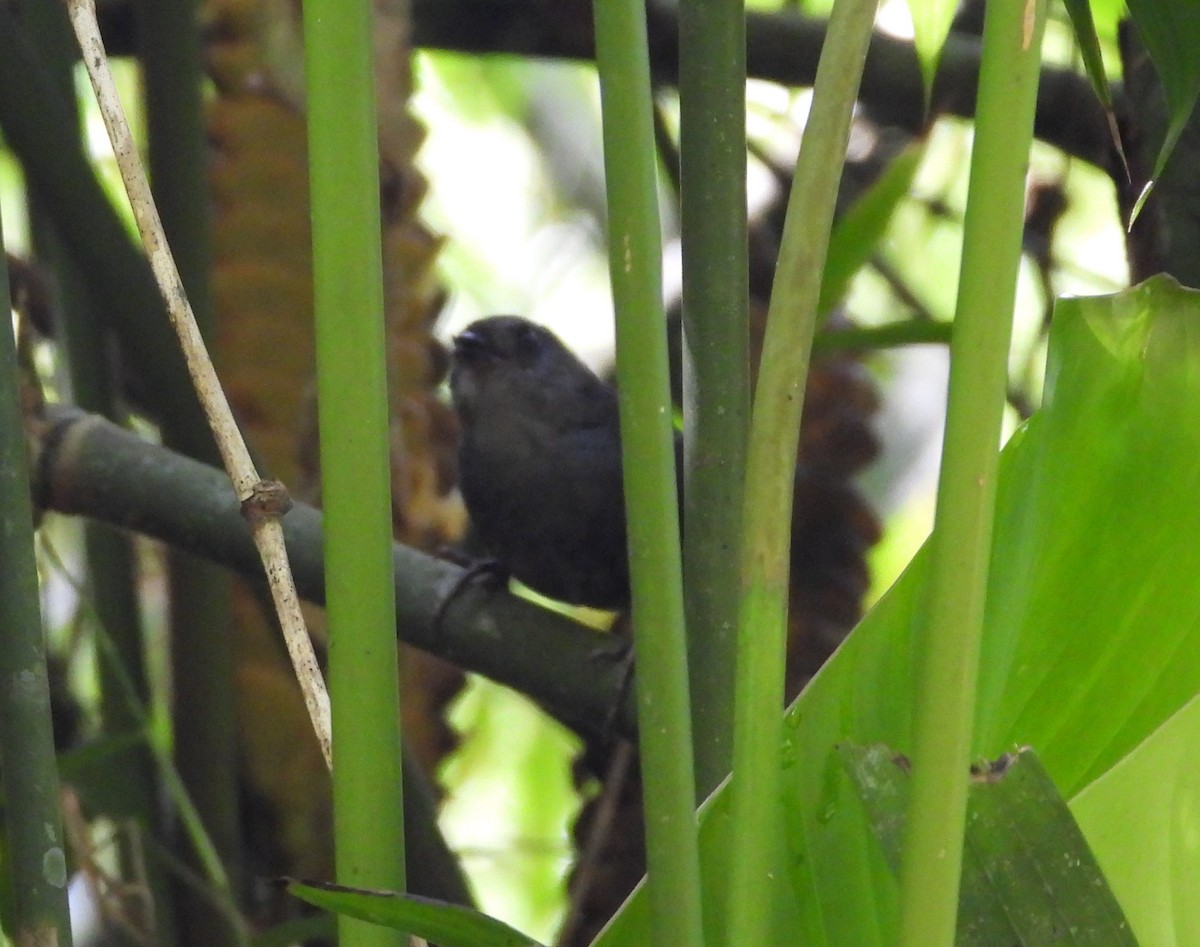 Nariño Tapaculo - ML625827215