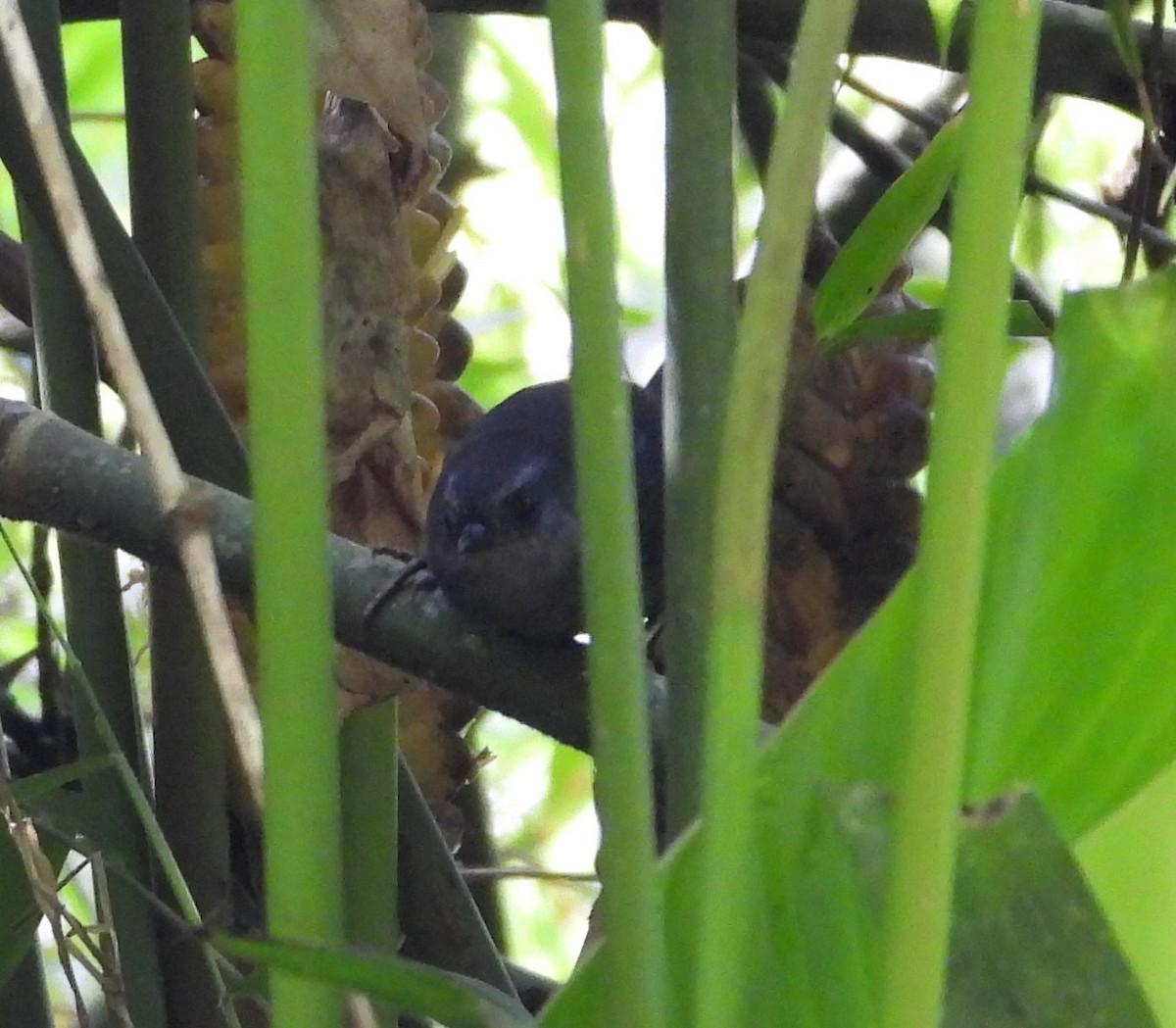 Nariño Tapaculo - ML625827216