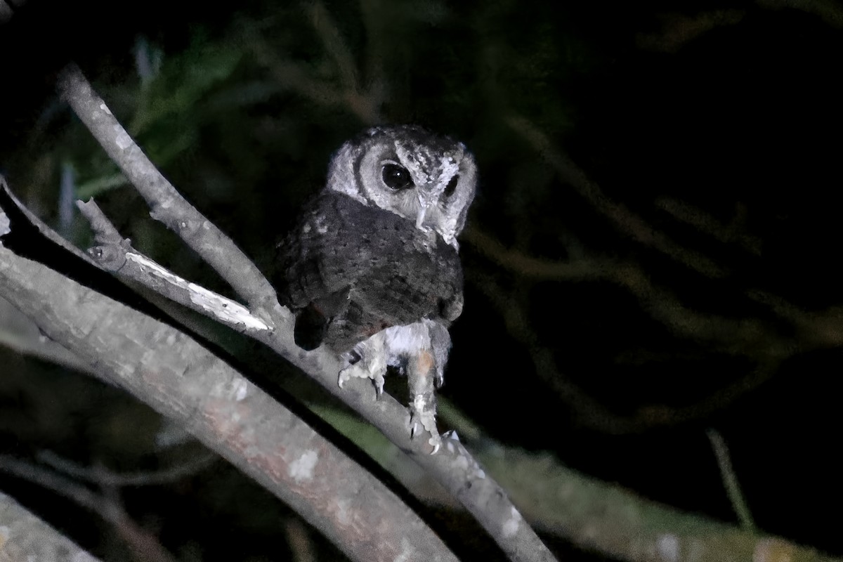 Collared Scops-Owl - ML625827241