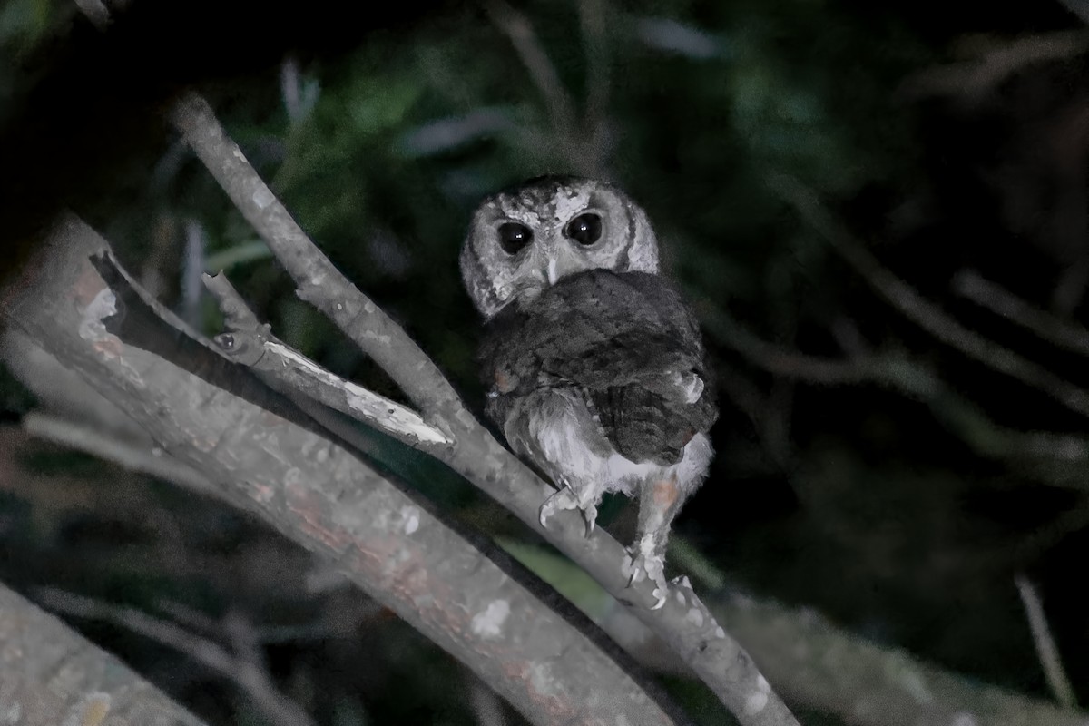 Collared Scops-Owl - ML625827242