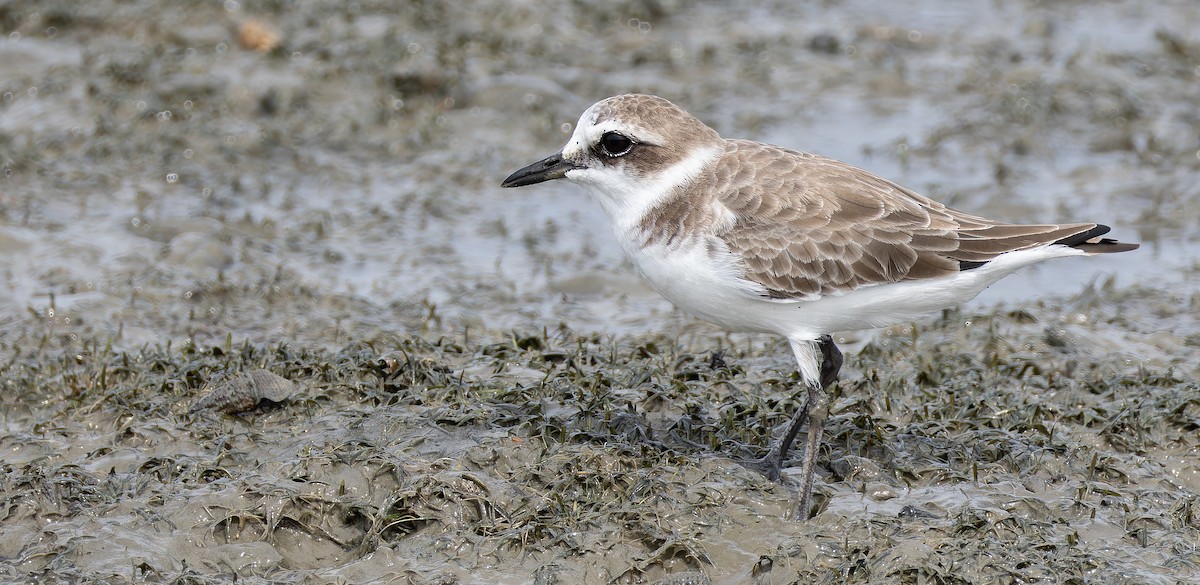 Seeregenpfeifer (alexandrinus/nihonensis) - ML625827316