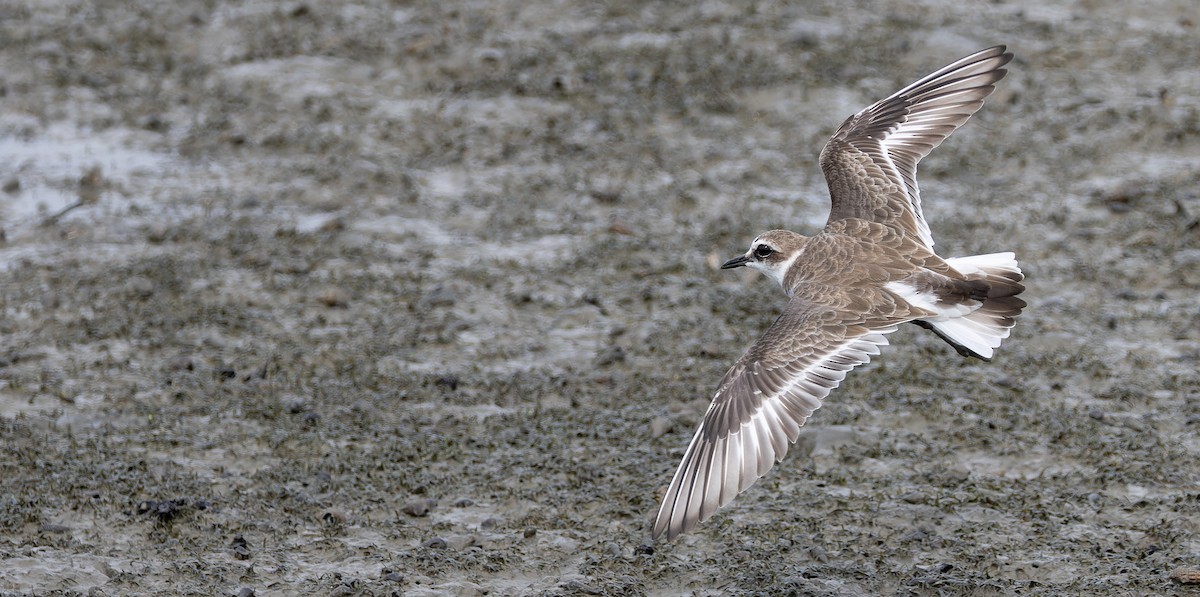 Seeregenpfeifer (alexandrinus/nihonensis) - ML625827319