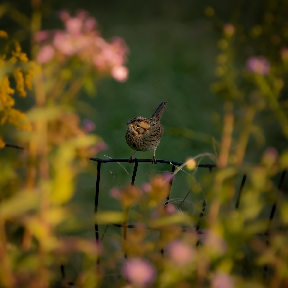 Lincoln's Sparrow - ML625827340