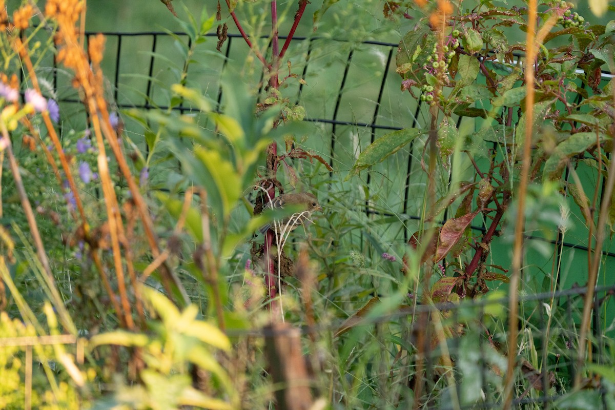 Indigo Bunting - ML625827342