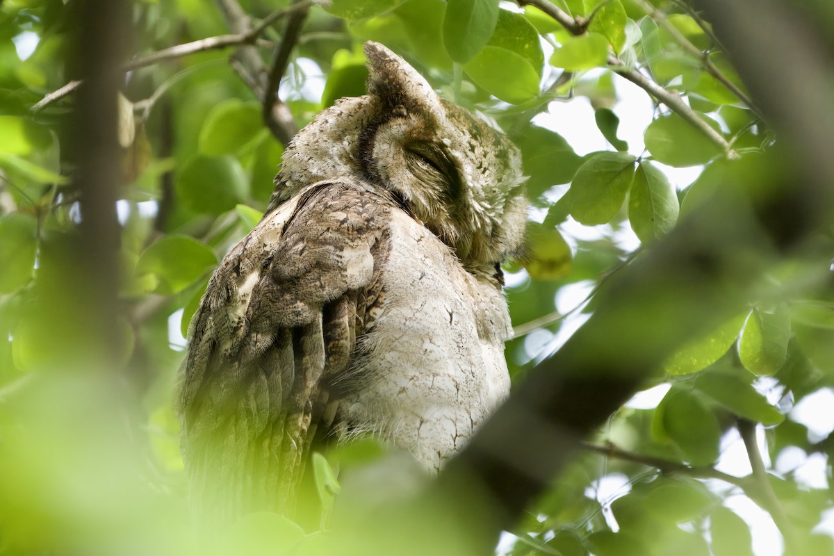 Collared Scops-Owl - ML625827351