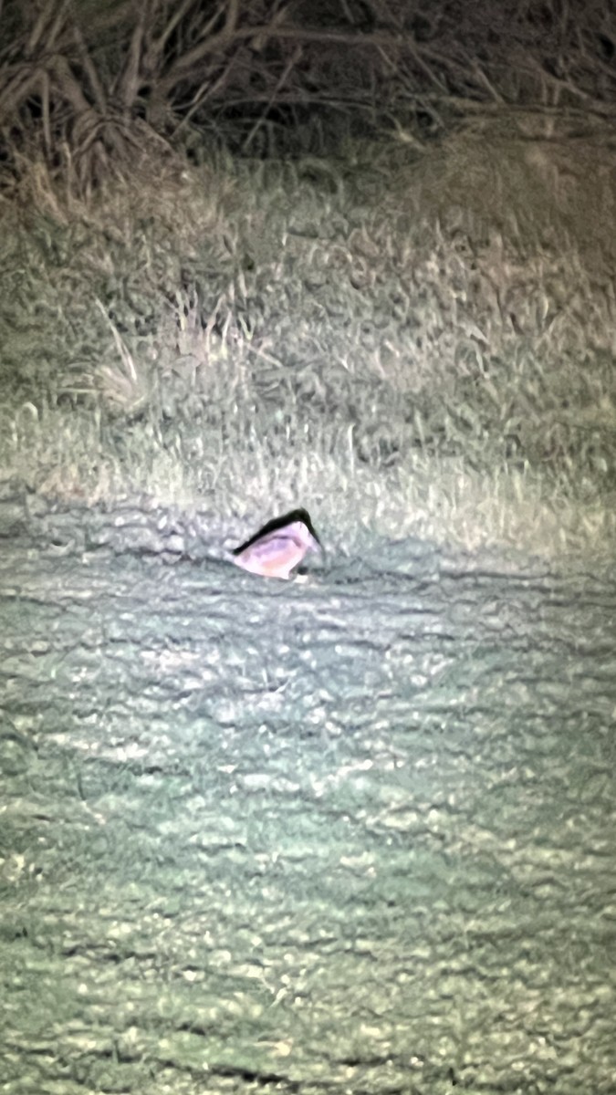 American Woodcock - ML625827400