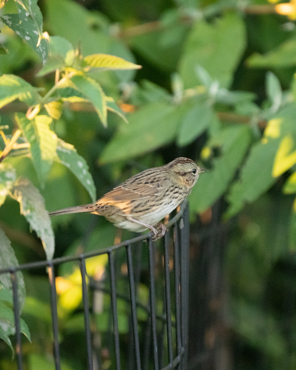Lincoln's Sparrow - ML625827476