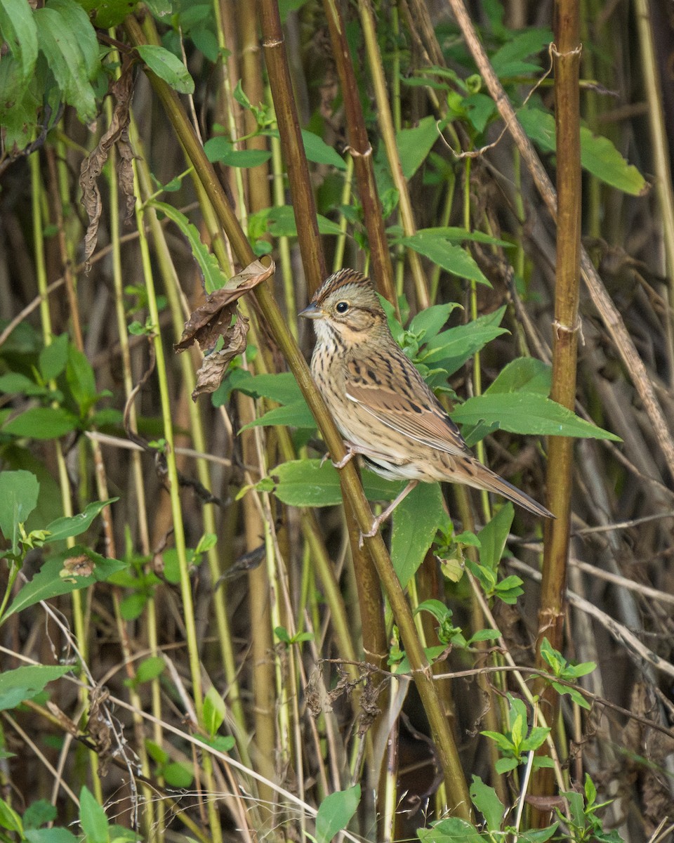 Lincoln's Sparrow - ML625827487
