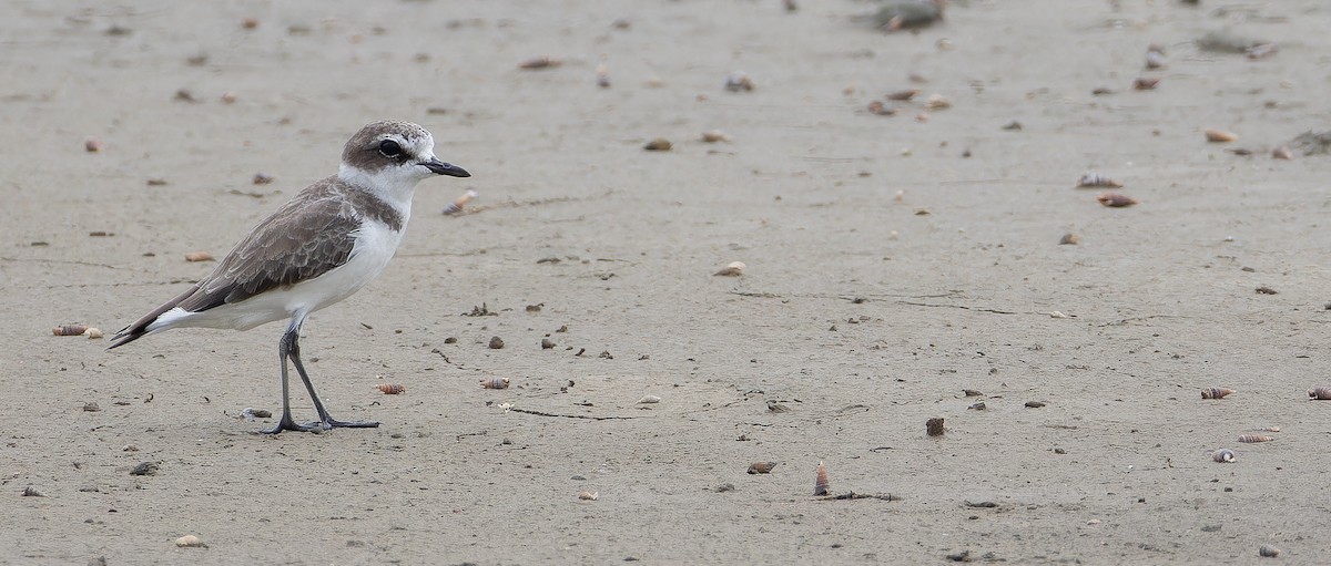 Seeregenpfeifer (alexandrinus/nihonensis) - ML625827577