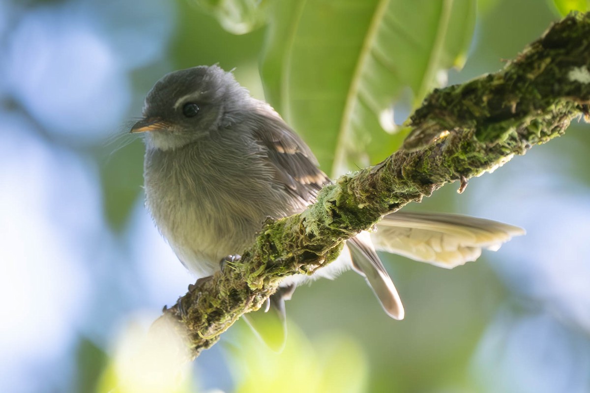 Bougainville Fantail - ML625827623