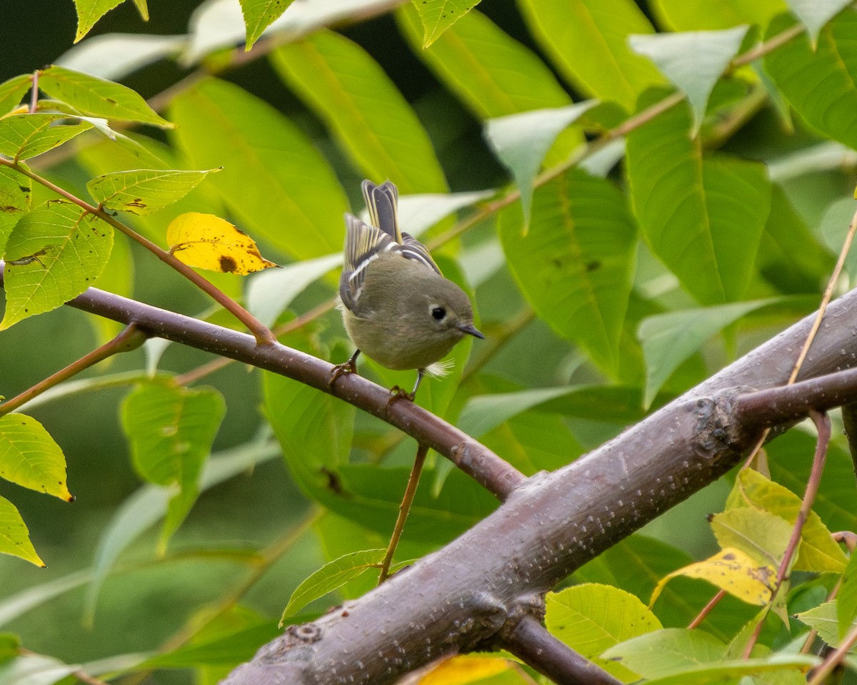 Ruby-crowned Kinglet - ML625827688