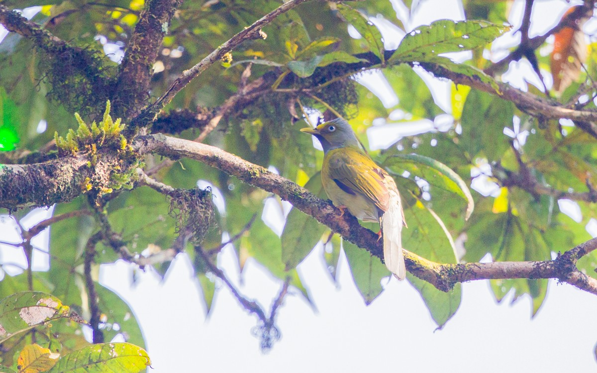 Bulbul Cabecigrís - ML625827692