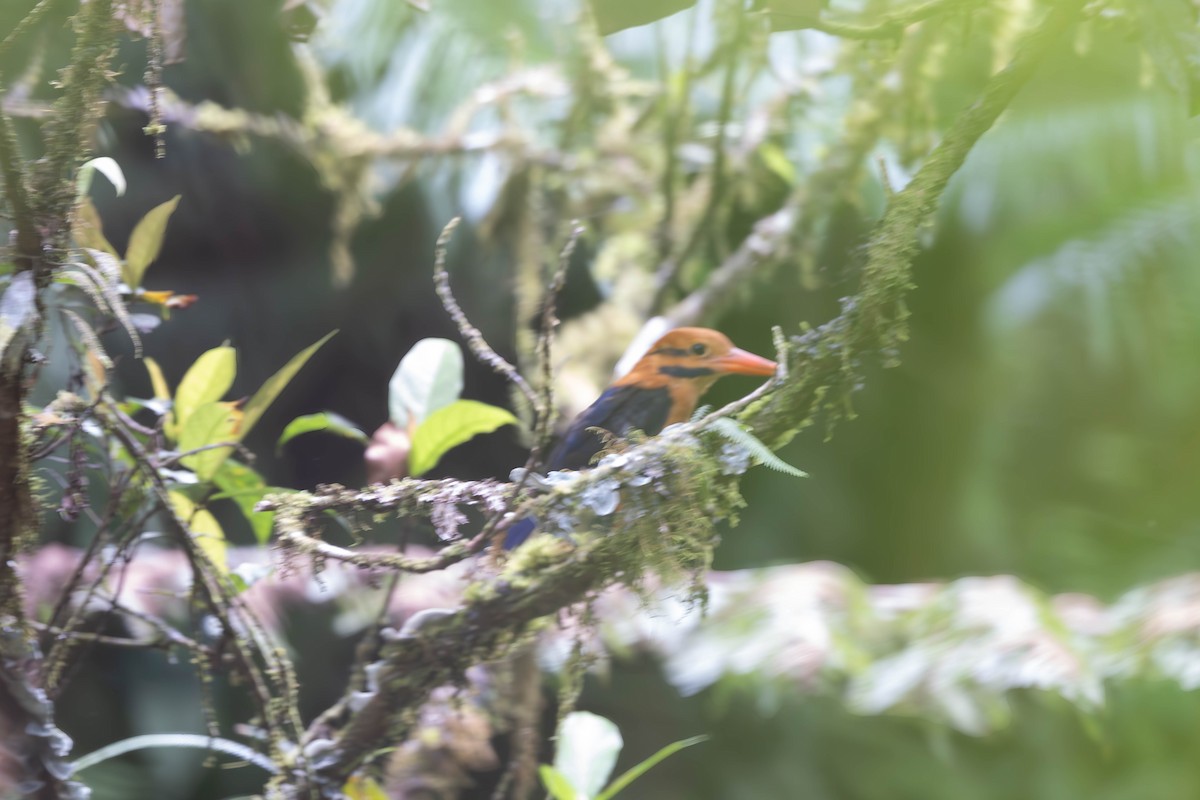 Moustached Kingfisher - ML625827697