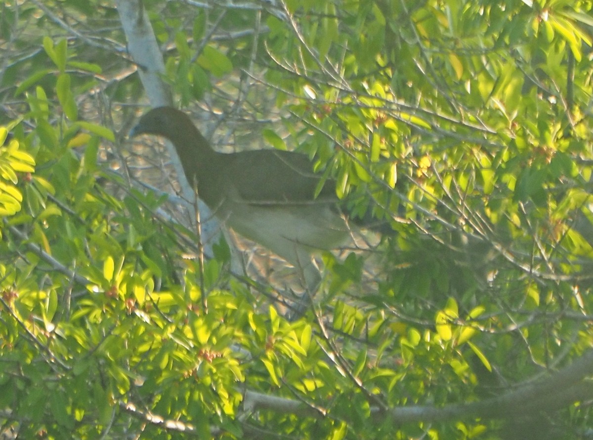 Chachalaca Alirroja - ML625827731