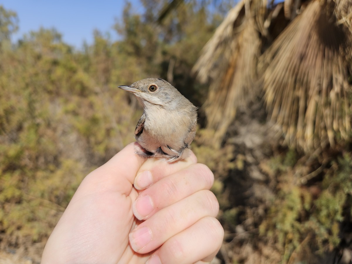 Moltoni's/Western/Eastern Subalpine Warbler - ML625827749