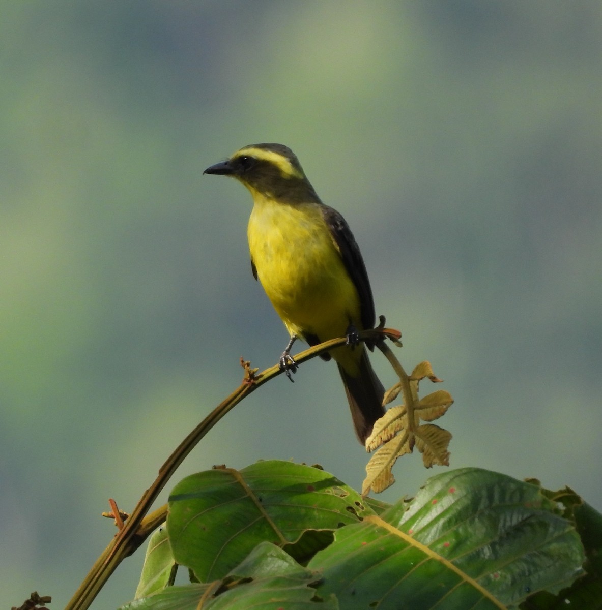 Lemon-browed Flycatcher - ML625827795