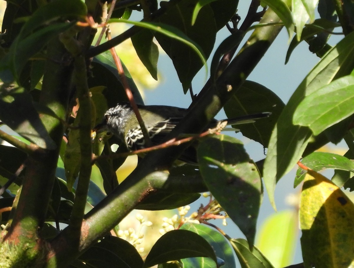 Yellow-breasted Antwren - ML625827853