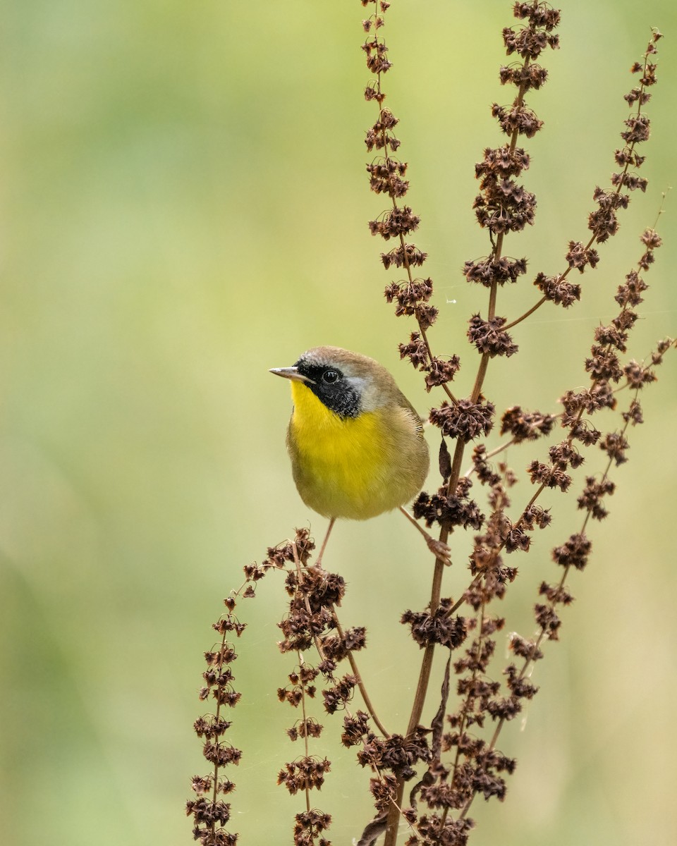 Common Yellowthroat - ML625827878