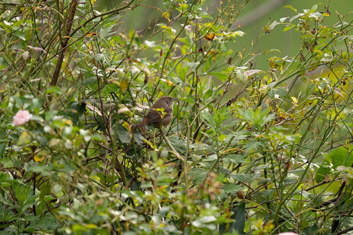 Northern House Wren - ML625827890