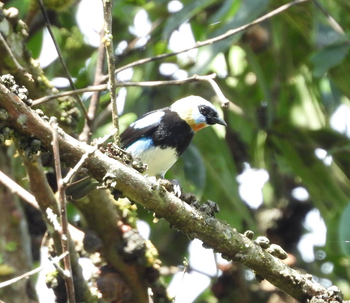 Golden-hooded Tanager - ML625827905