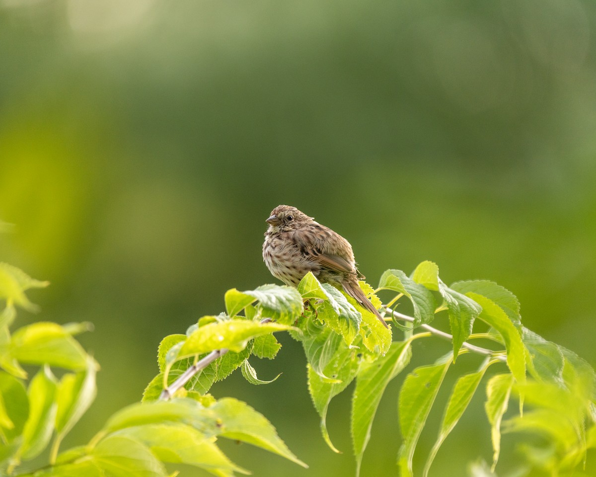 Song Sparrow - ML625827928