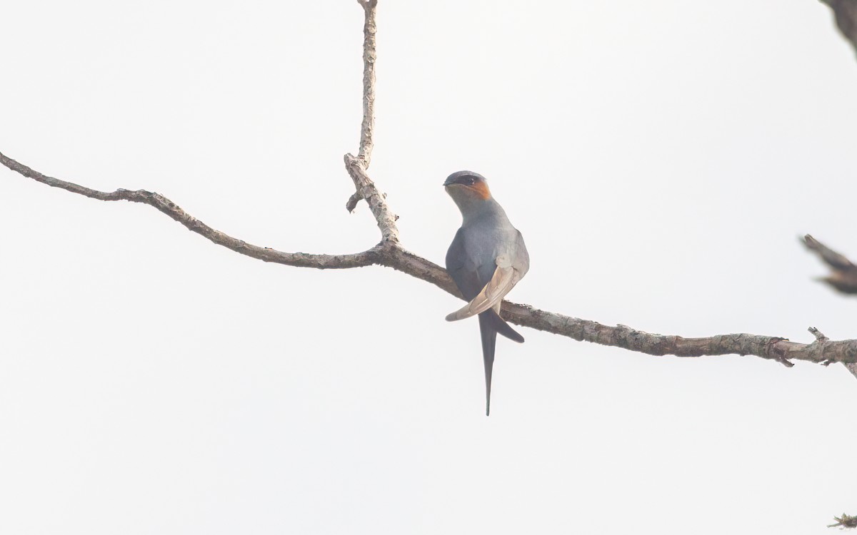 Crested Treeswift - ML625827929