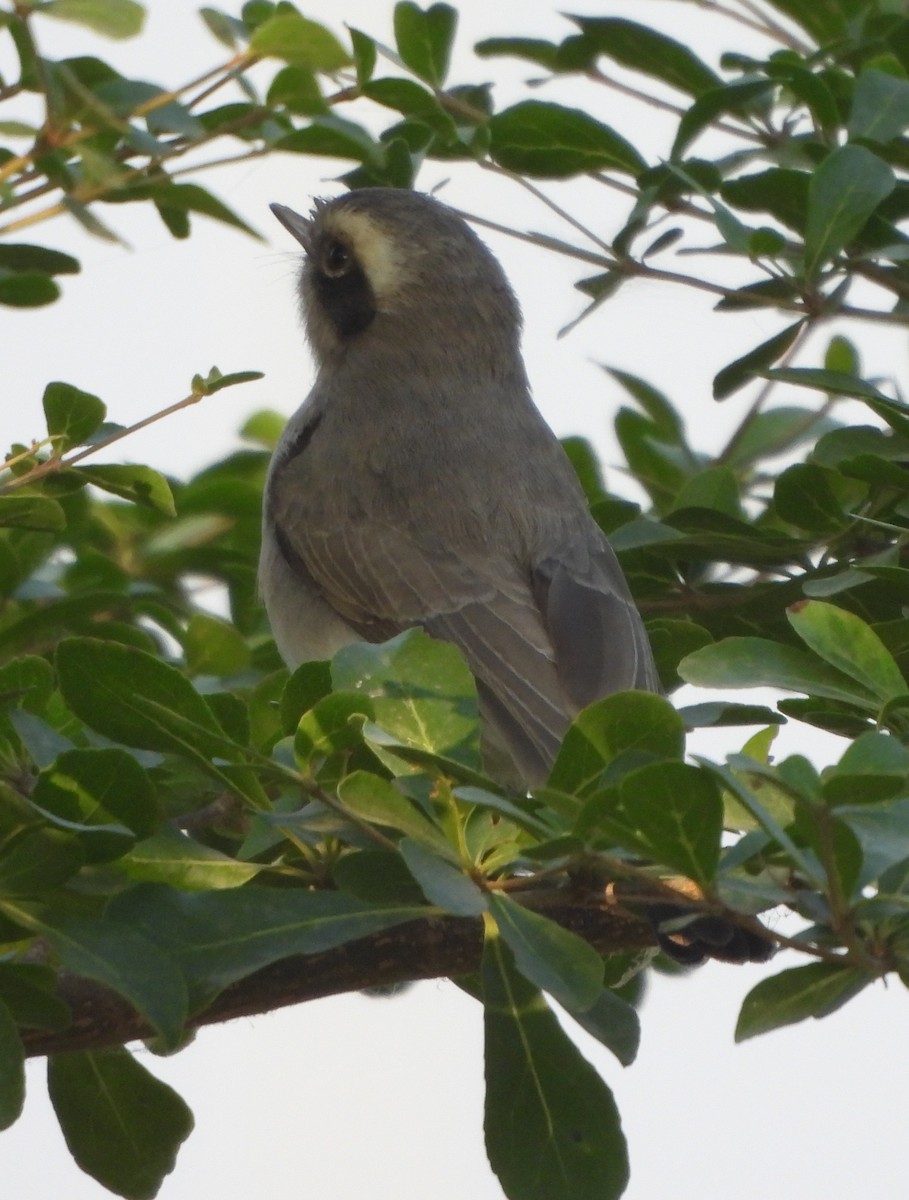 Common Woodshrike - ML625827931