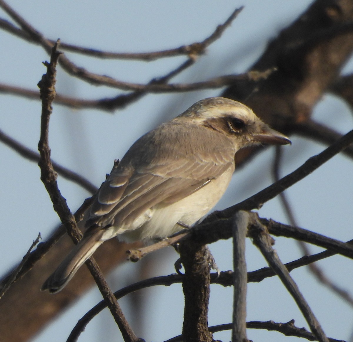 Common Woodshrike - ML625827932