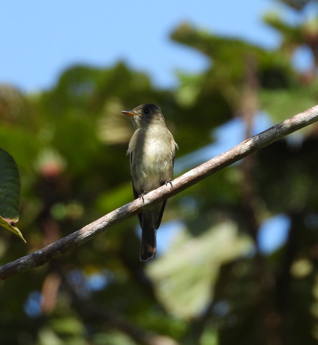 Western Wood-Pewee - ML625827933