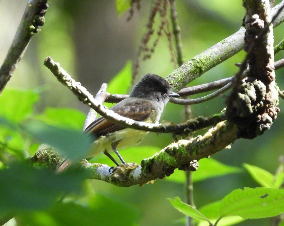 Dusky-capped Flycatcher - ML625827960