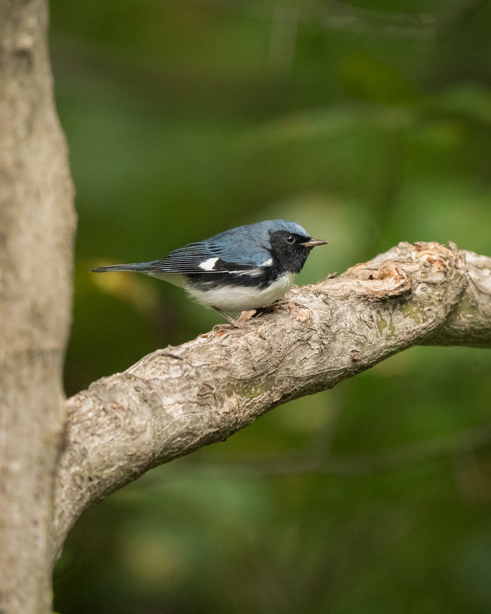 Black-throated Blue Warbler - ML625827996