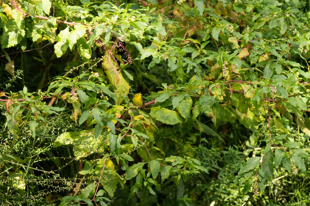 Wilson's Warbler - ML625828037