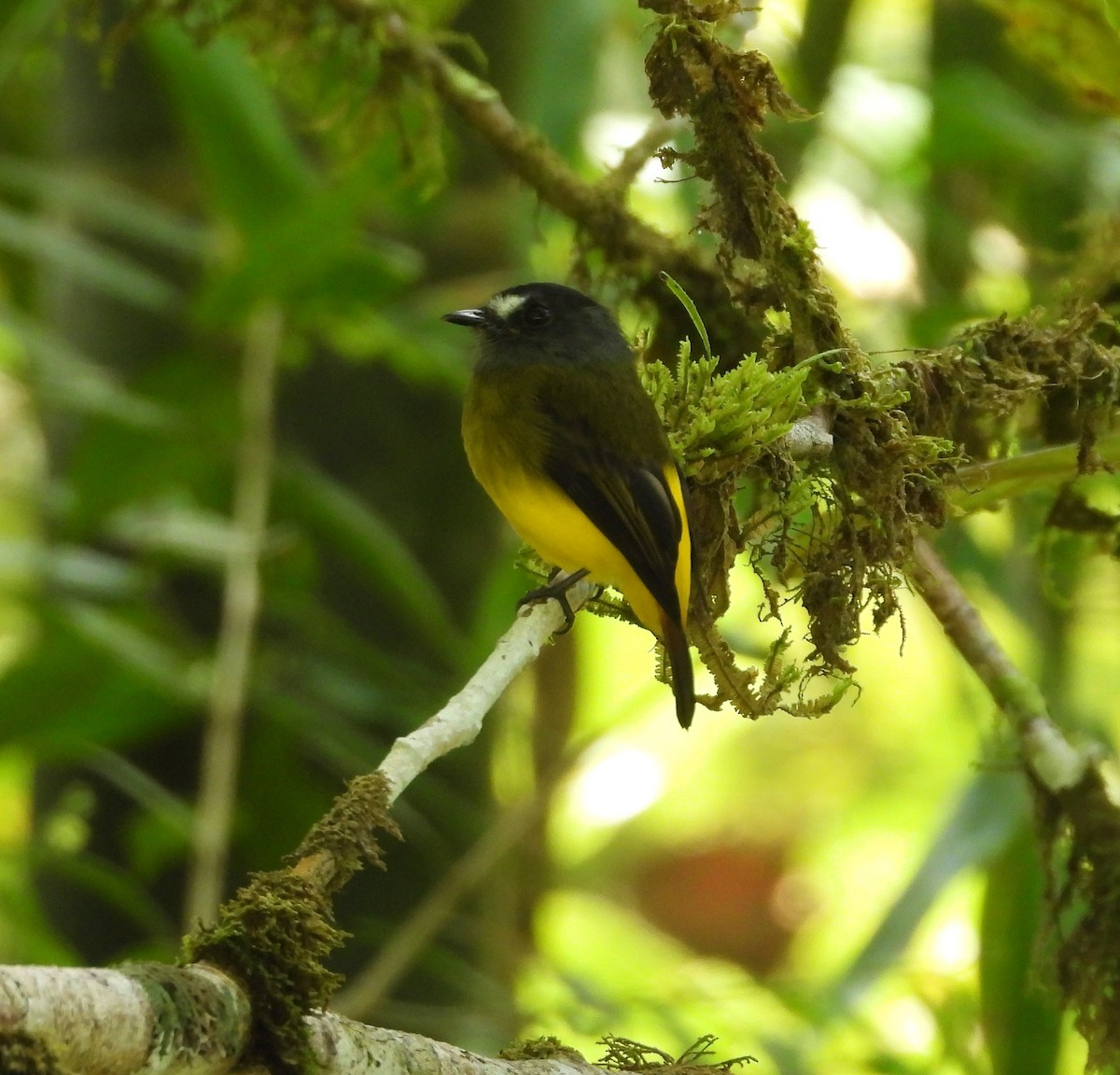 Ornate Flycatcher - ML625828043