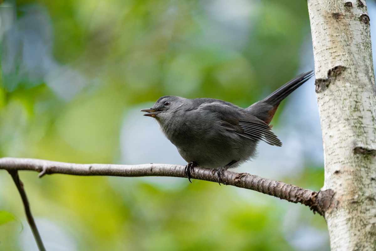 Gray Catbird - ML625828044