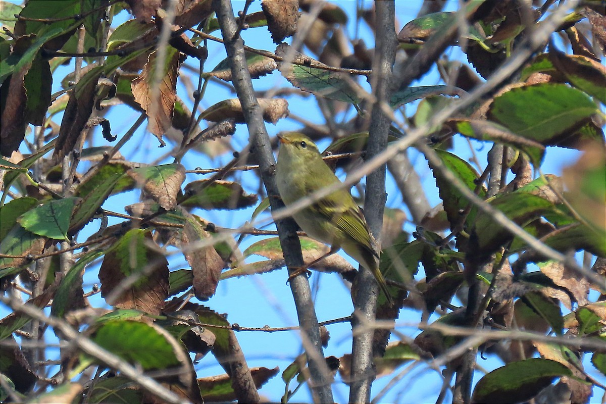 Yellow-browed Warbler - ML625828045