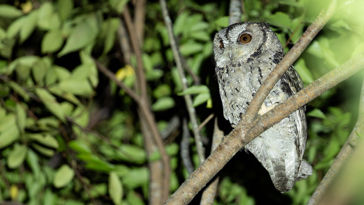 Collared Scops-Owl - ML625828049