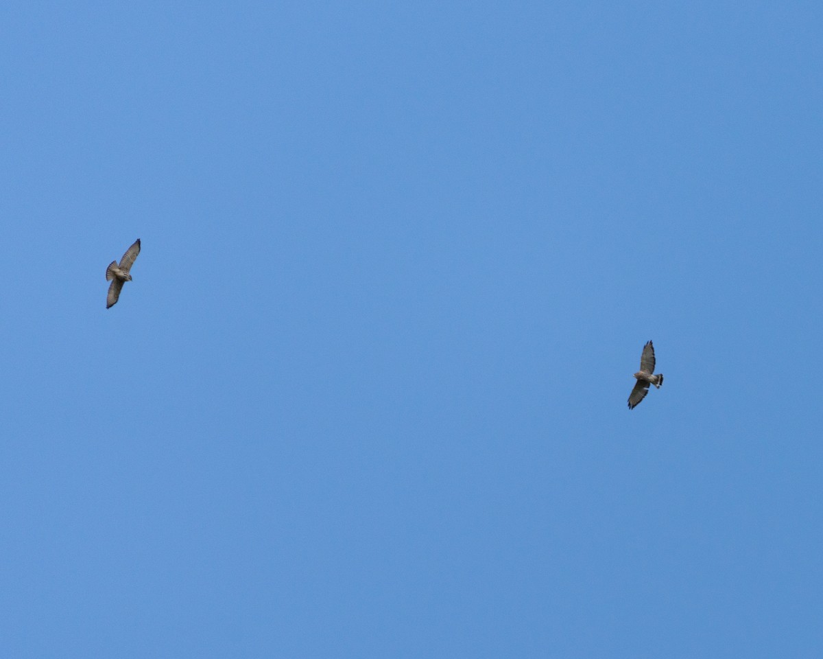 Broad-winged Hawk - ML625828057