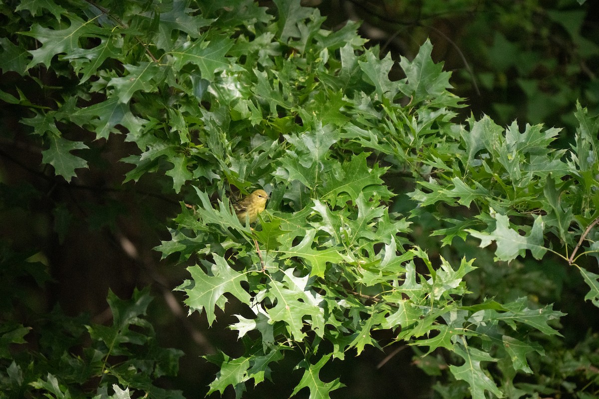 Blackpoll Warbler - ML625828061