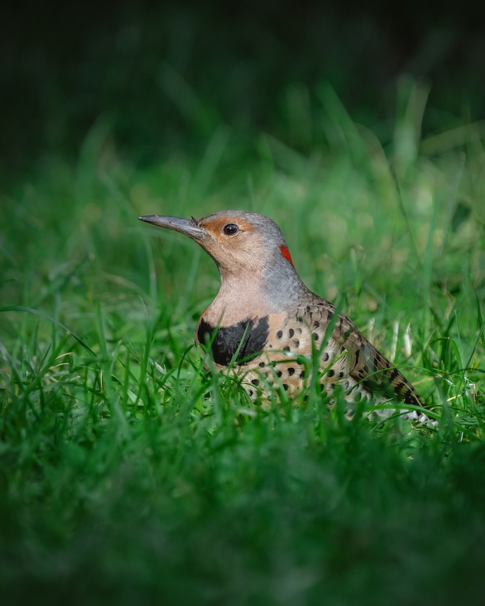 Northern Flicker - ML625828063