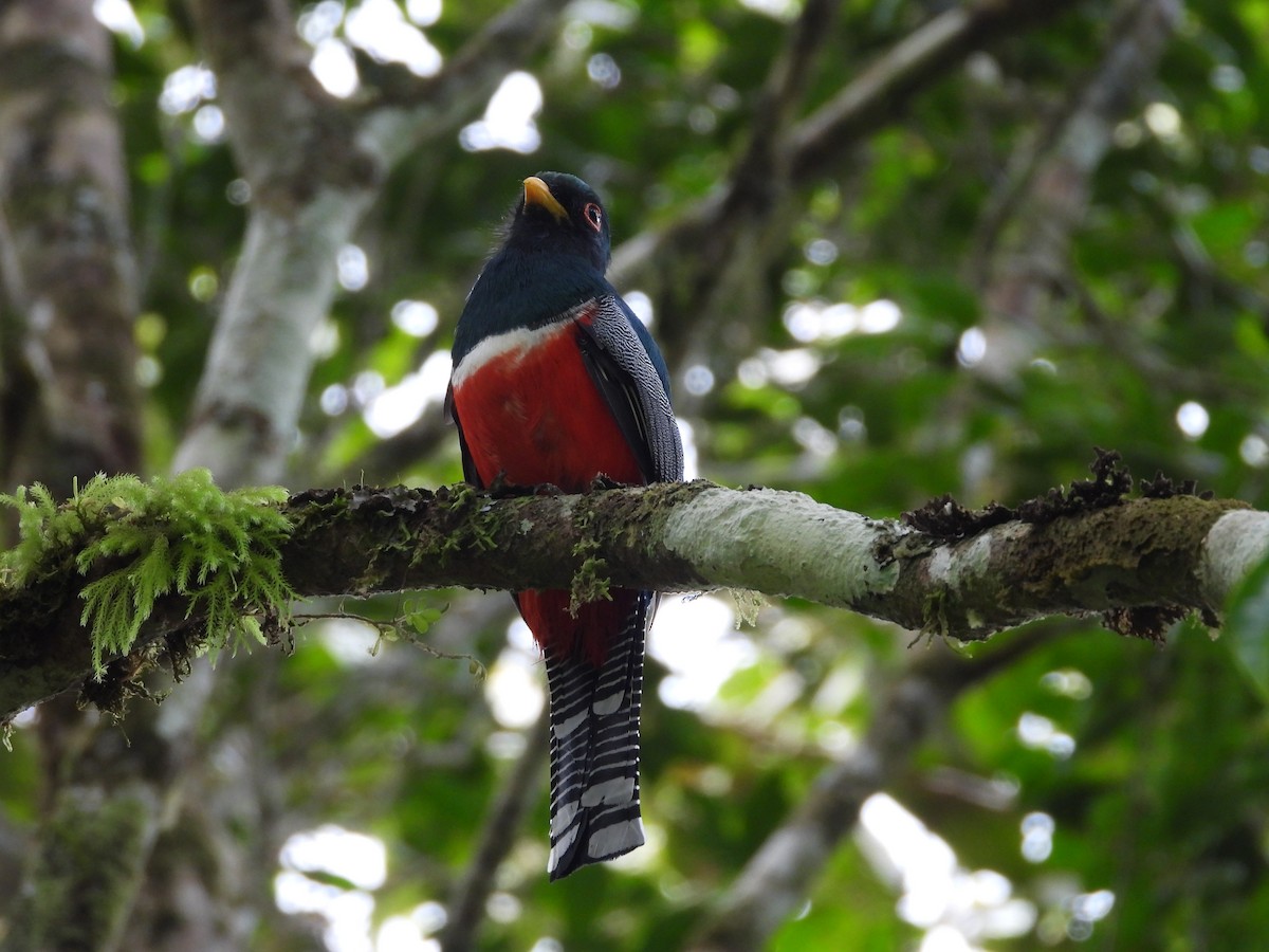 trogon límcový - ML625828068