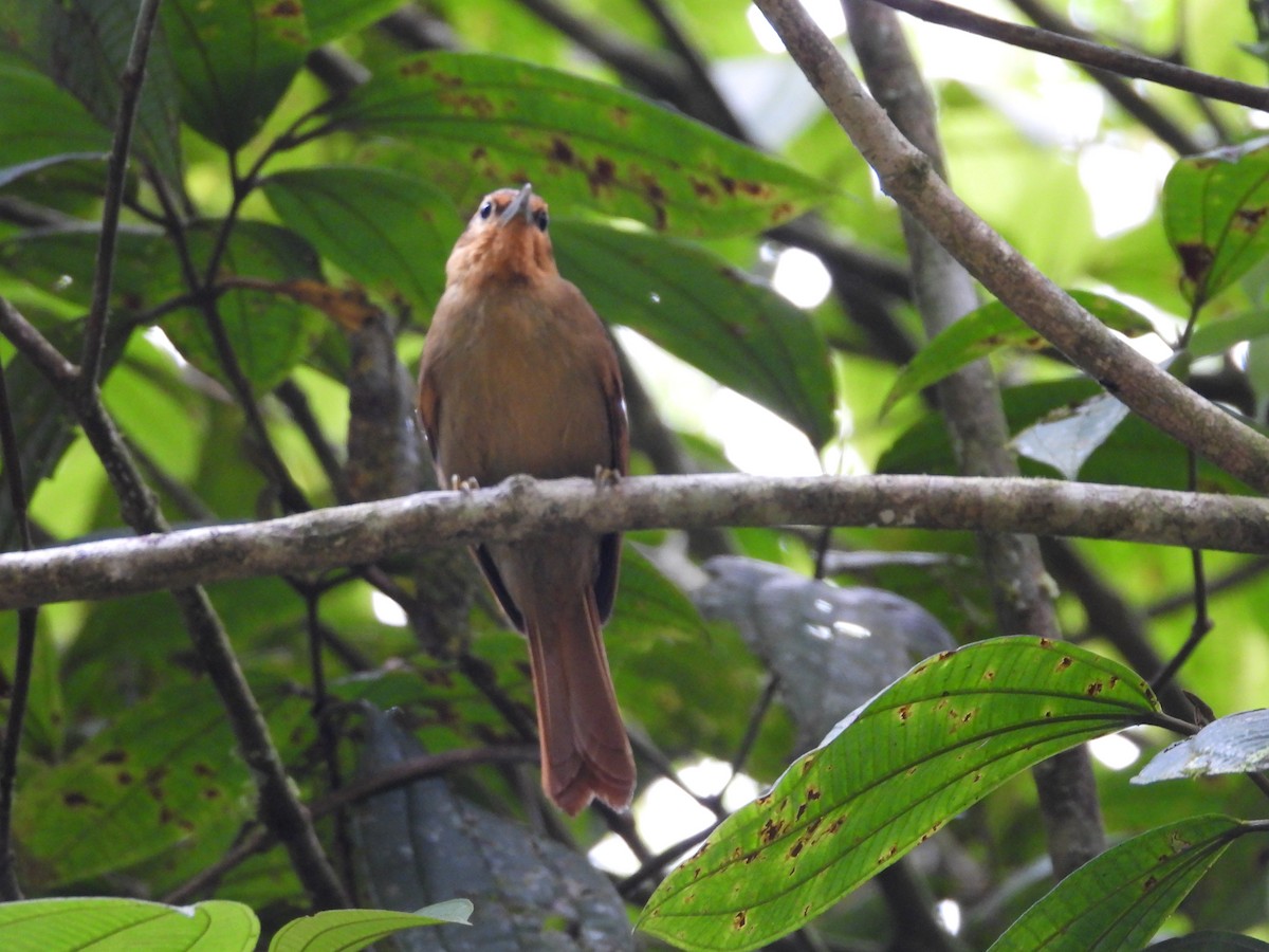 Buff-fronted Foliage-gleaner - ML625828141