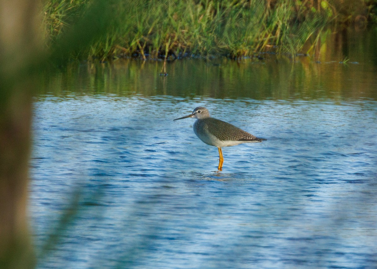 Greater Yellowlegs - ML625828144