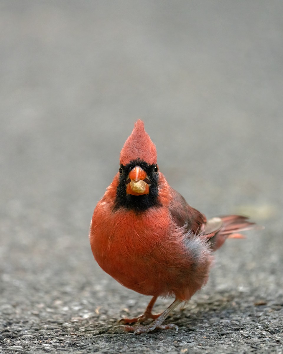 Northern Cardinal - ML625828162
