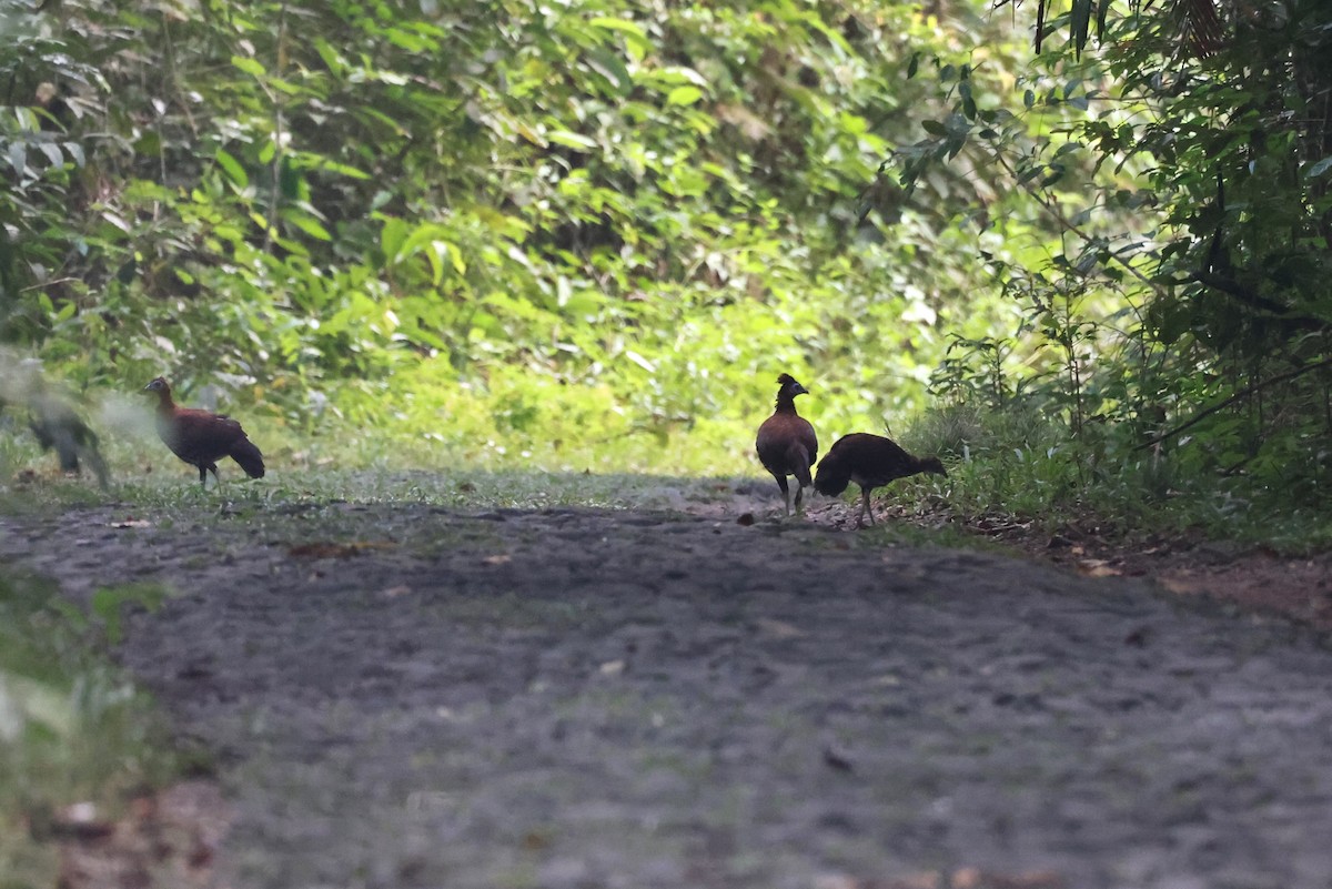 Malayan Crested Fireback - ML625828175