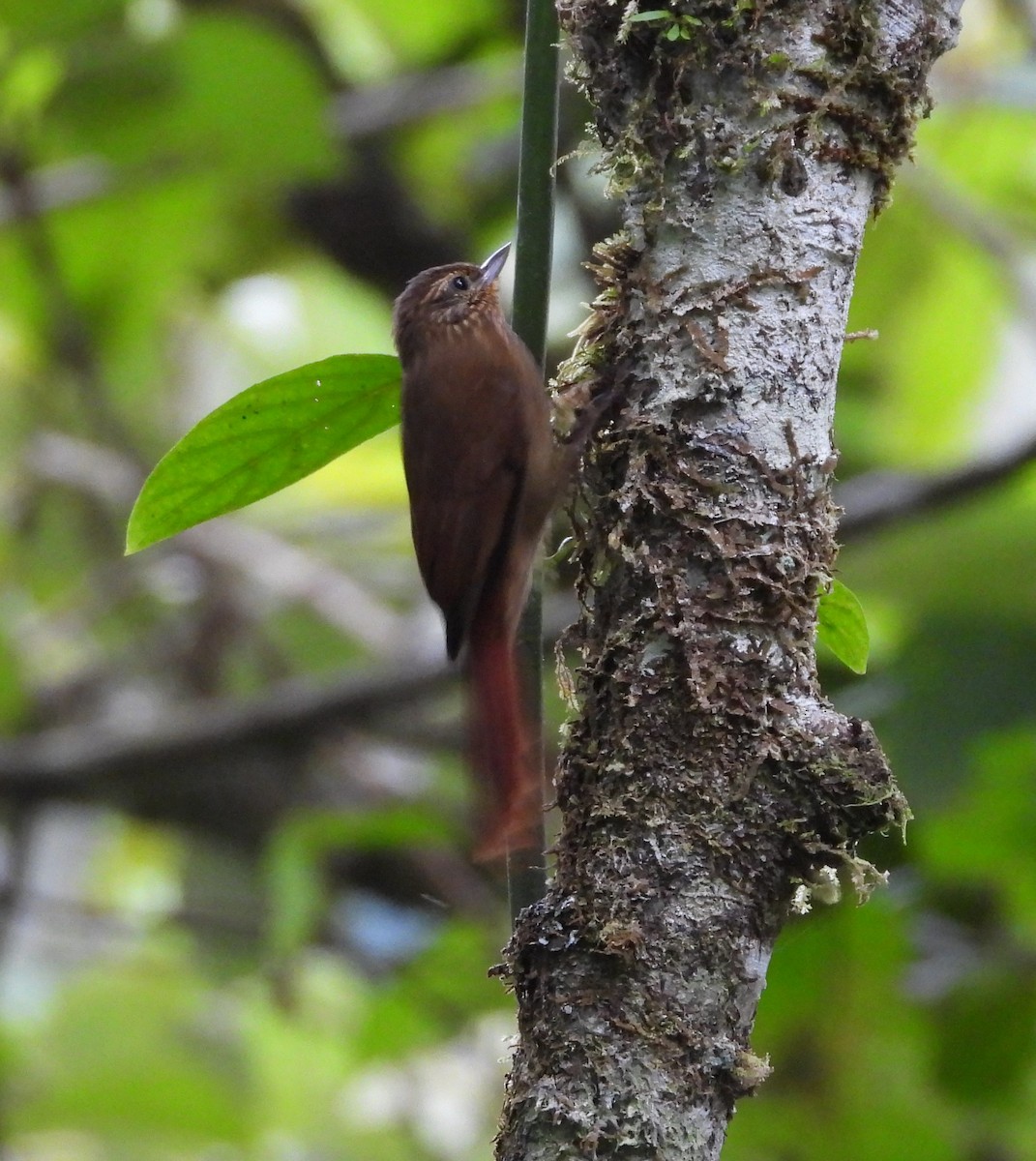 Wedge-billed Woodcreeper - ML625828195