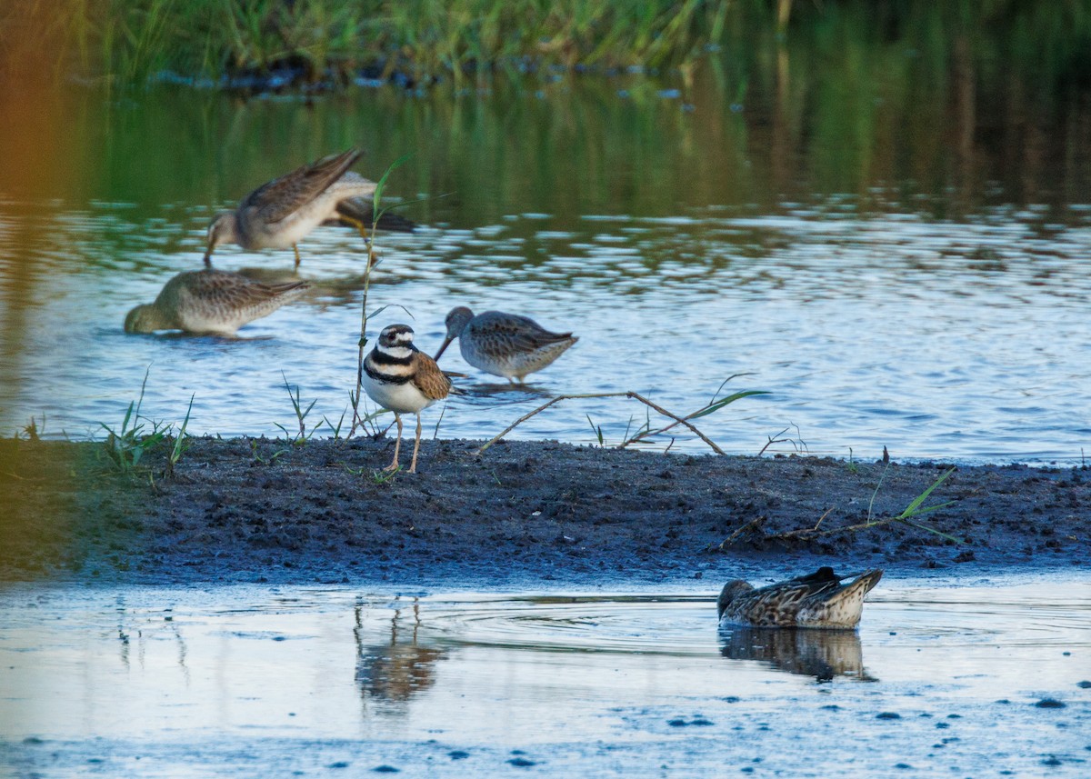 Killdeer - ML625828208