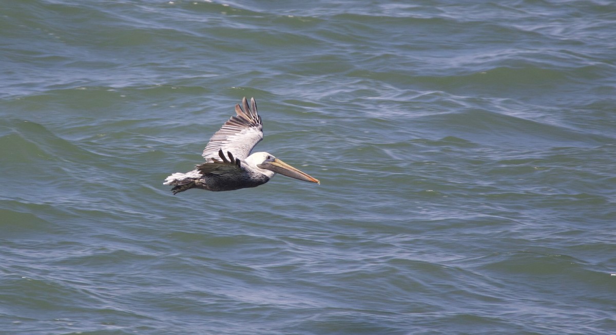 Brown Pelican - ML625828274