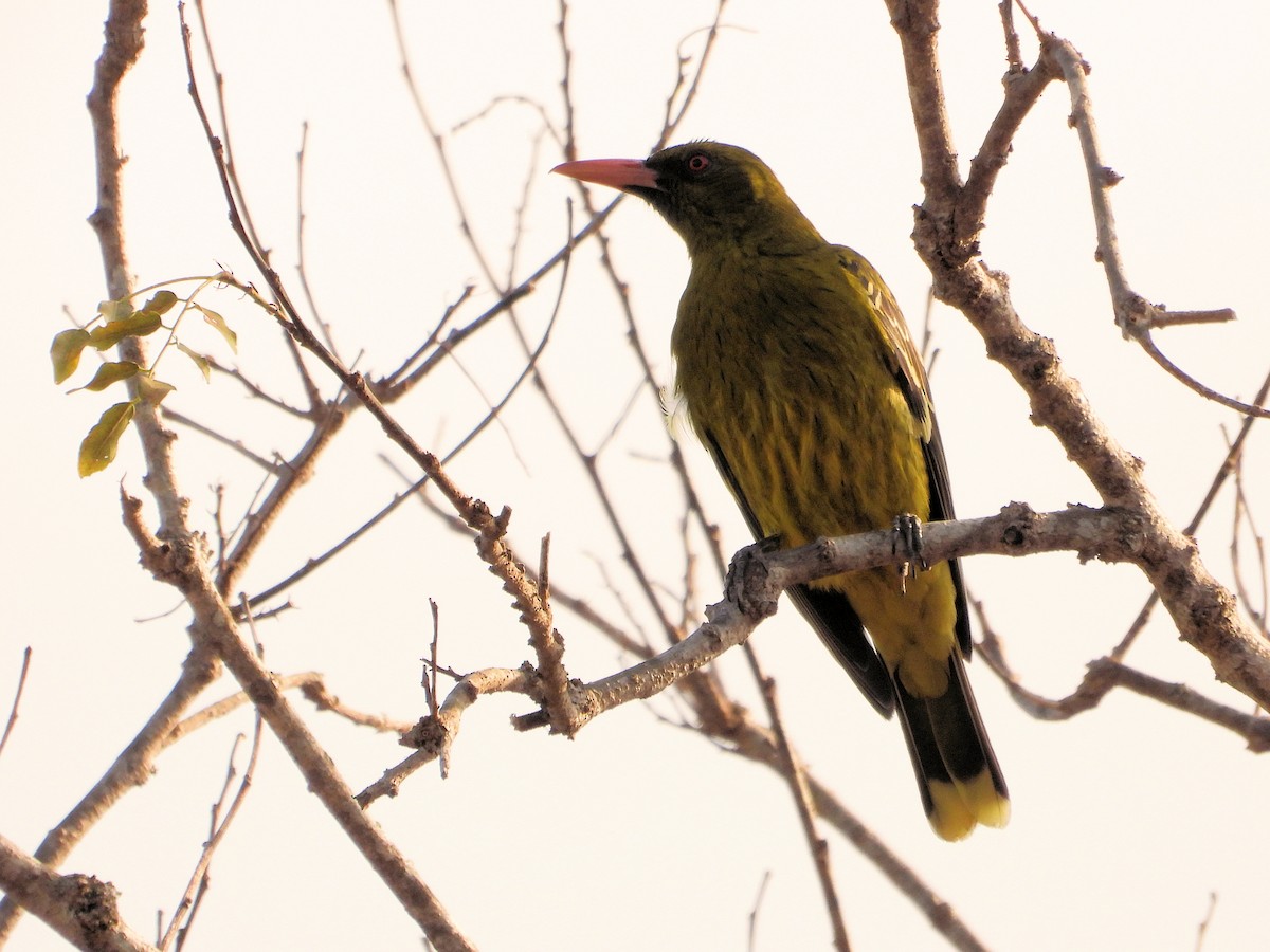 Oropéndola Verdosa - ML625828275