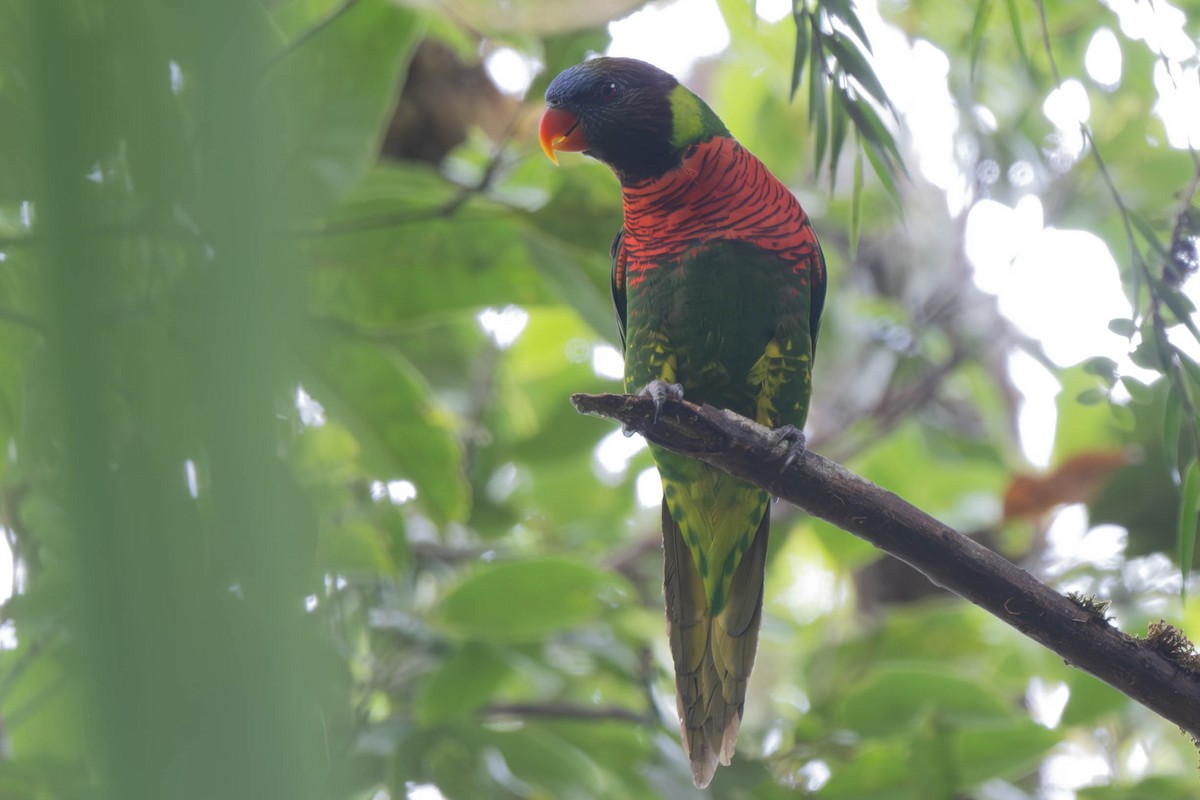 Coconut Lorikeet - ML625828369