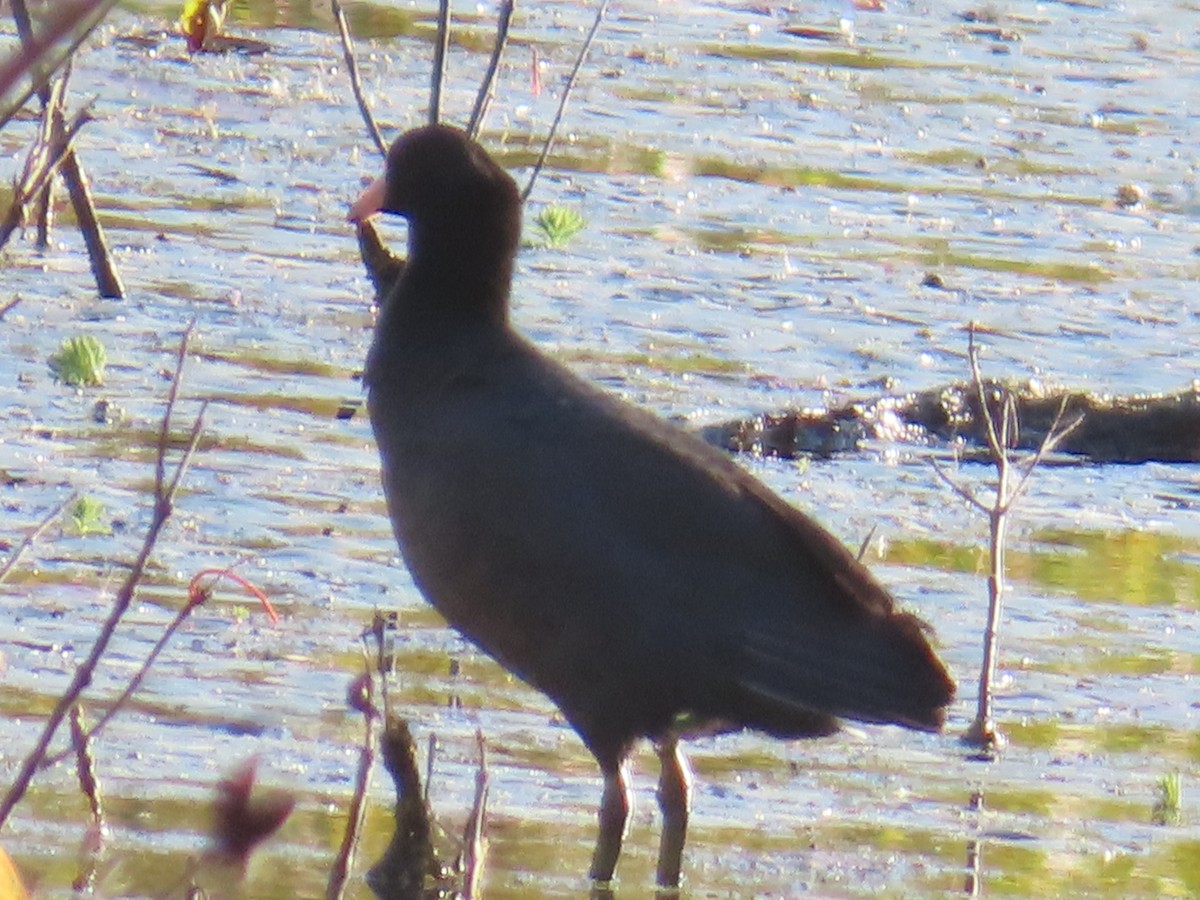 lyska americká - ML625828415